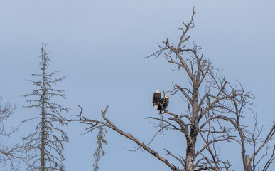 Bald Eagle Saskatchewan