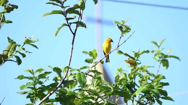 Canary bird rests on a branch in front of a church. Brazilian yellow canary bird with a christian cross in the background