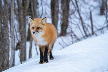 Fototapeta premium Fox Close Up