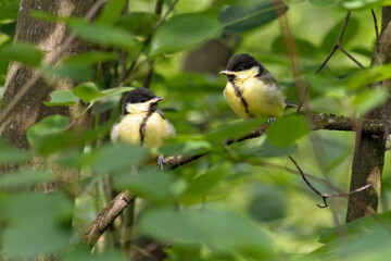 two tit's chicks sitting on a branch