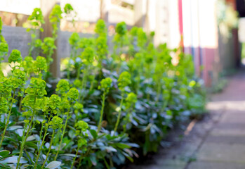 Fototapeta na wymiar gable garden with green plants