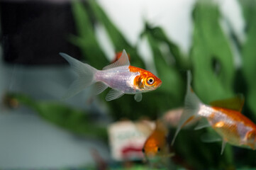 Goldfish Swimming in a Household Aquarium