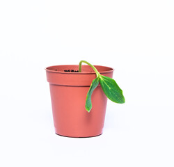 A young sprout sprouts in a pot on a white background. Seedling close-up. A new life. Cultivation.