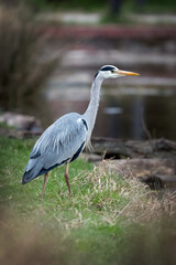 Heron by pond