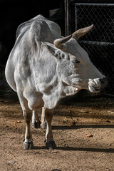 Portrait of zebu nano cow in the enclosure