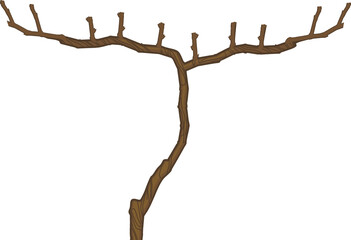 Spur pruned grape vine plant isolated on white background