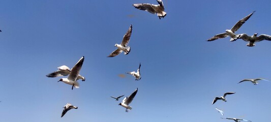 flock of birds