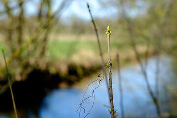 Knospe an einem Bach