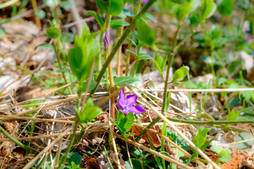 Lila Blüte im Frühling