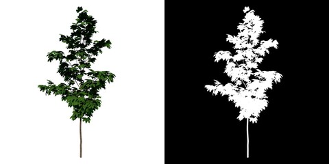 Obraz premium Front view of Plant (Acer platanoides Norway maple 1) Tree png with alpha channel to cutout made with 3D render 