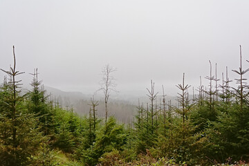 Foggy coniferous forest on the slopes of Ticknock mountains, Dublin, Ireland 