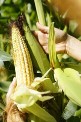 Primer plano de Manos de mujer latina americana agricultora cosechando maíz de su huerta orgánica 