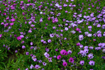 Beautiful lilac daisies opening in the morning at sunrise.