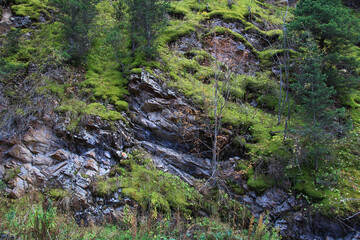 A huge rocky slope of a high mountain and dense green moss and trees grow on it, summer, sunny