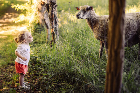 Balade à la campagne, les enfants découvrent les moutons 