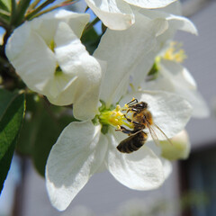 Bee collects nectar on white flower of fruit tree. Snow-white petals, pistils, stamens. Blooming plants in April, May or June. Square beautiful illustration about beginning of summer and warm season