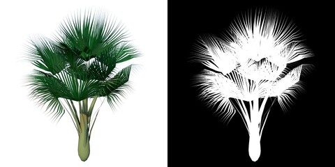 Front view of Plant (Lodoicea maldivica sea coconut Palm 1) Tree png with alpha channel to cutout made with 3D render 
