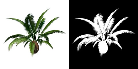 Fototapeta na wymiar Front view of Plant (Phoenix canariensis Canary Island Date Palm 2) Tree png with alpha channel to cutout made with 3D render 