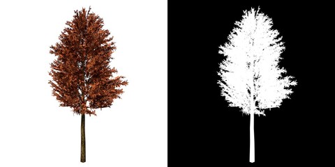 Fototapeta premium Front view of Plant (Pinus sylvestris Scotch pine 1) Tree png with alpha channel to cutout made with 3D render 