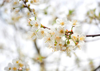 Obraz premium tree blossom