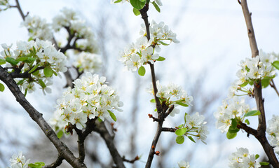 blossom in spring