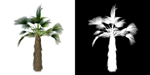 Front view of Plant (Trachycarpus fortunei Chusan Palm 2) Tree png with alpha channel to cutout made with 3D render  © Emmanuel Vidal