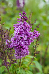 Lilac bush. Purple lilac bush on a green spring leafy background.