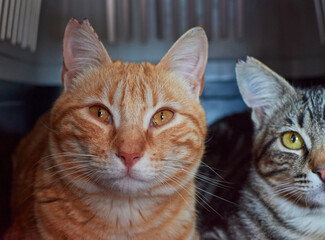 A selective focus shot of cute ginger and European cats