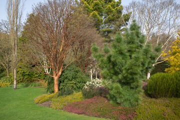 Obraz premium Borders with acer griseum, silverbirch, conifers and heathers