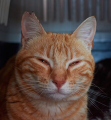 A vertical shot of a cute ginger cat