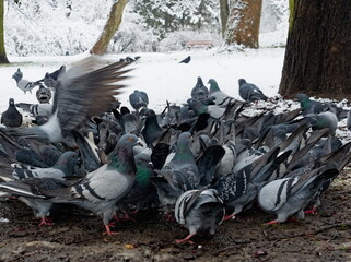 Feral pigeons (Columba livia domestica), feeding pigeons in the park, city doves, city pigeons