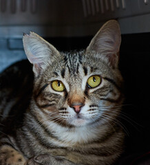 A vertical shot of an adorable European cat