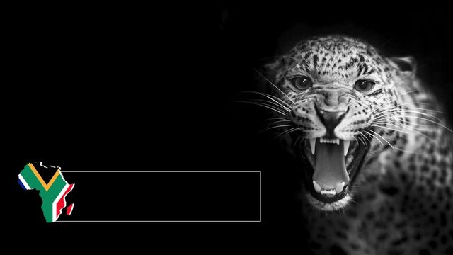 leopard for title on black background