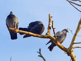Feral pigeons on a branch (Columba livia domestica), city doves, city pigeons, street pigeons