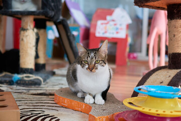 A selective focus shot of an adorable European cat in a cattery