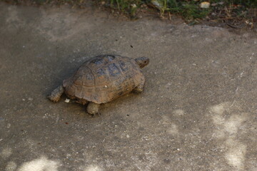 tortue de terre