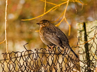 Blackbird in the park.  Common blackbird (Turdus merula)
