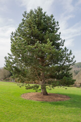 Fototapeta na wymiar Pinus nigra, the austrian or black pine