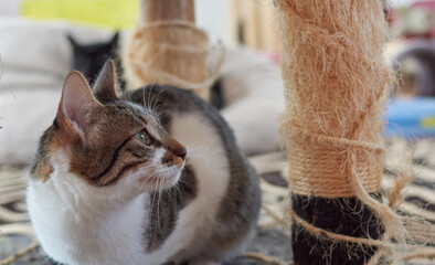 A selective focus shot of an adorable European cat