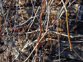Branches of wild grapes with dried berries on an old wooden wall. Blur 