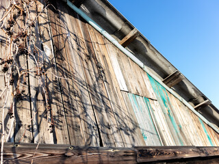 The roof of an old barn, a house entwined with wild grapes. Attic boards with peeling paint, bright blue sky