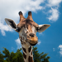 giraffe head shot
