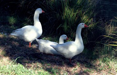 Three white geese in the middle of the clearing near a pond.
