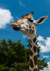 Naklejka premium giraffe in the zoo