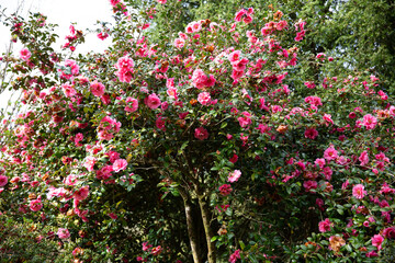 Fototapeta na wymiar Springtime blooms of the camellia spring festival