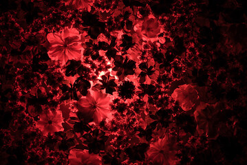 美しいカラフルな花