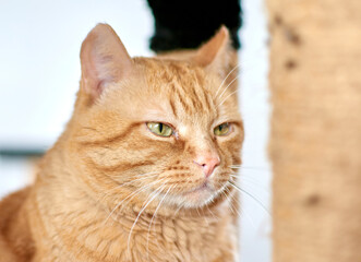A selective focus shot of a cute ginger cat with green eyes