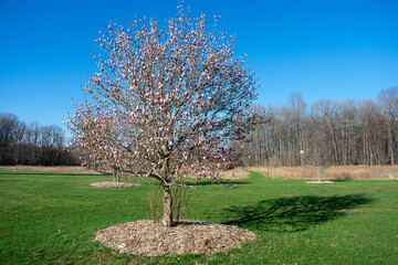 Blooming magnolia tree of early Spring time in Davidson's Mill Pond Park, South Brunswick, New Jersey, USA