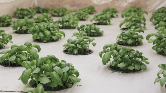 Growing basill and herbs in hydroponic system, seed pods made of rock wool. Vegan and healthy eating concept. Sprouted seeds, micro greens