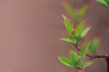 Branches of plant with green leaves.